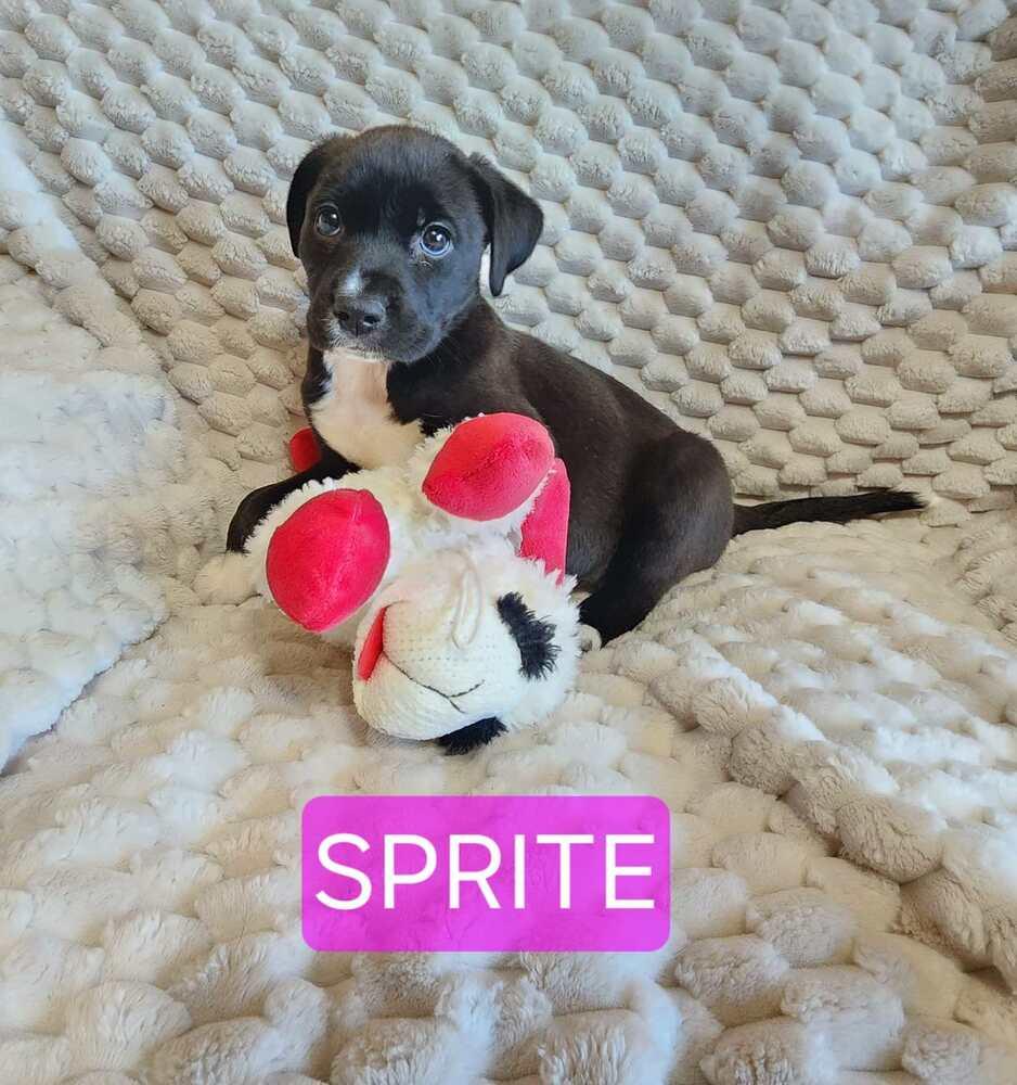 Enlarge Sprite, a Adoptable mixed breed in Tulsa, OK image 1/2