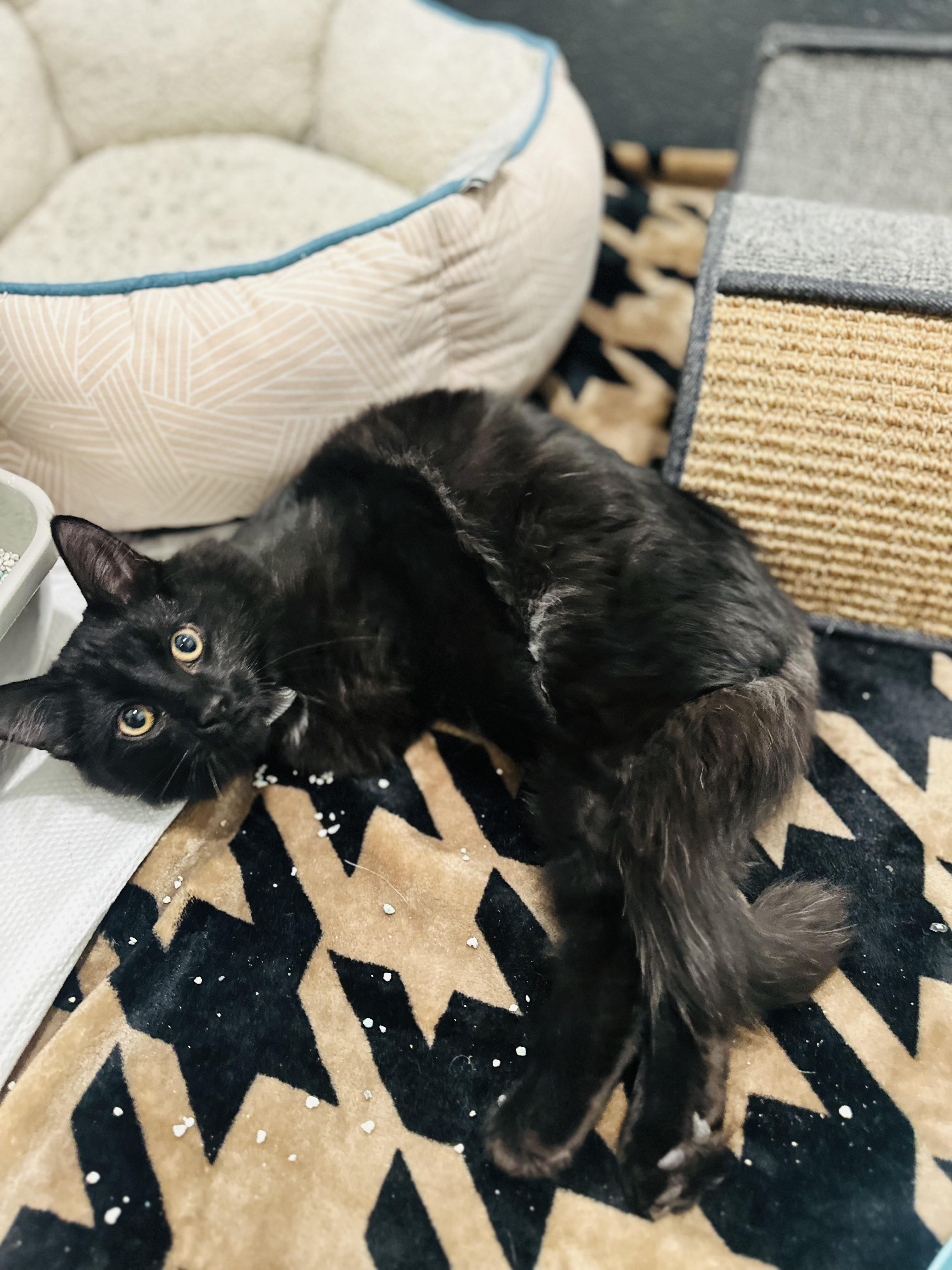 Enlarge Binx, a Adoptable Domestic Medium Hair in Medford, NJ image 2/2