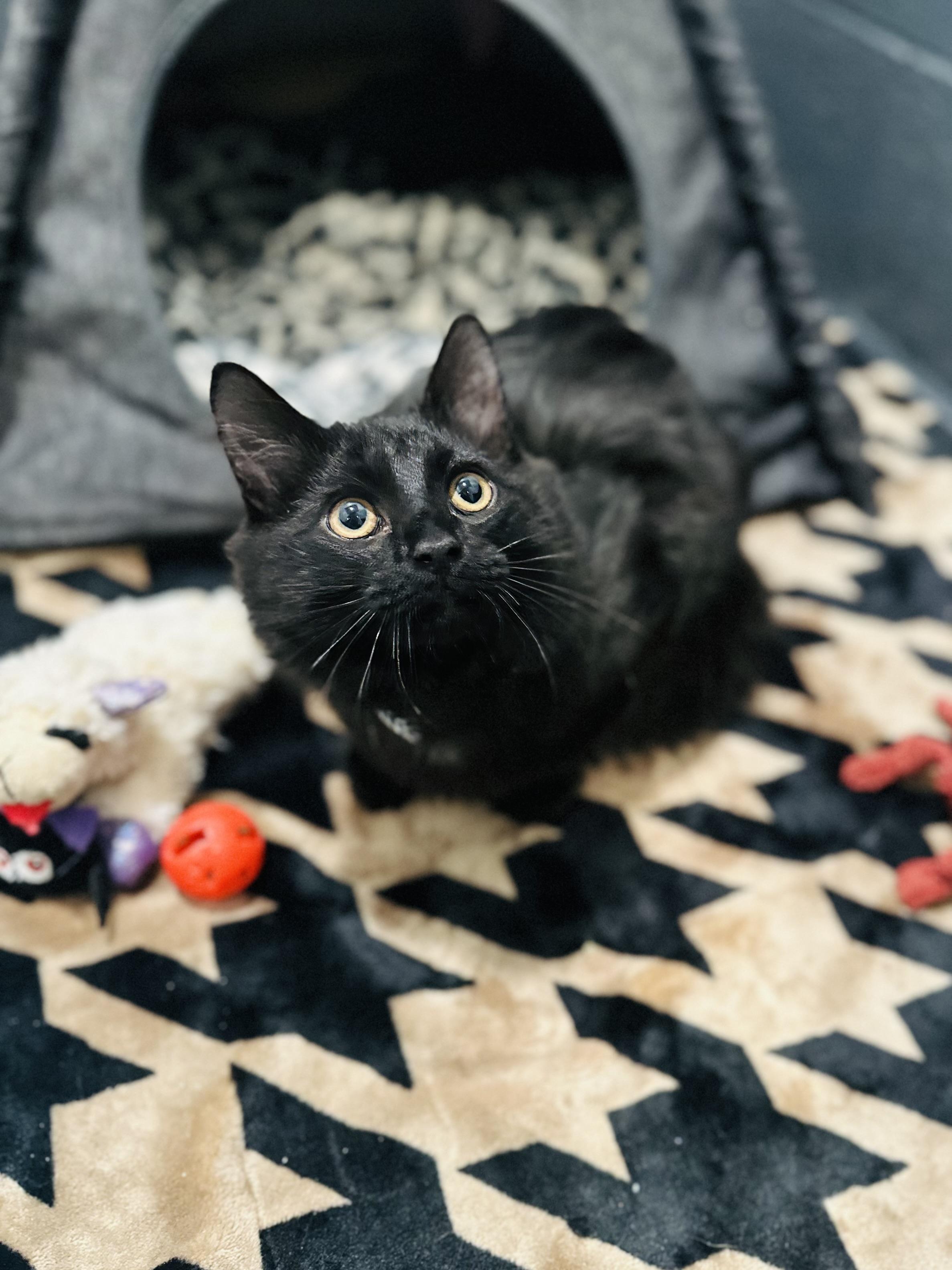 Enlarge Binx, a Adoptable Domestic Medium Hair in Medford, NJ image 1/2