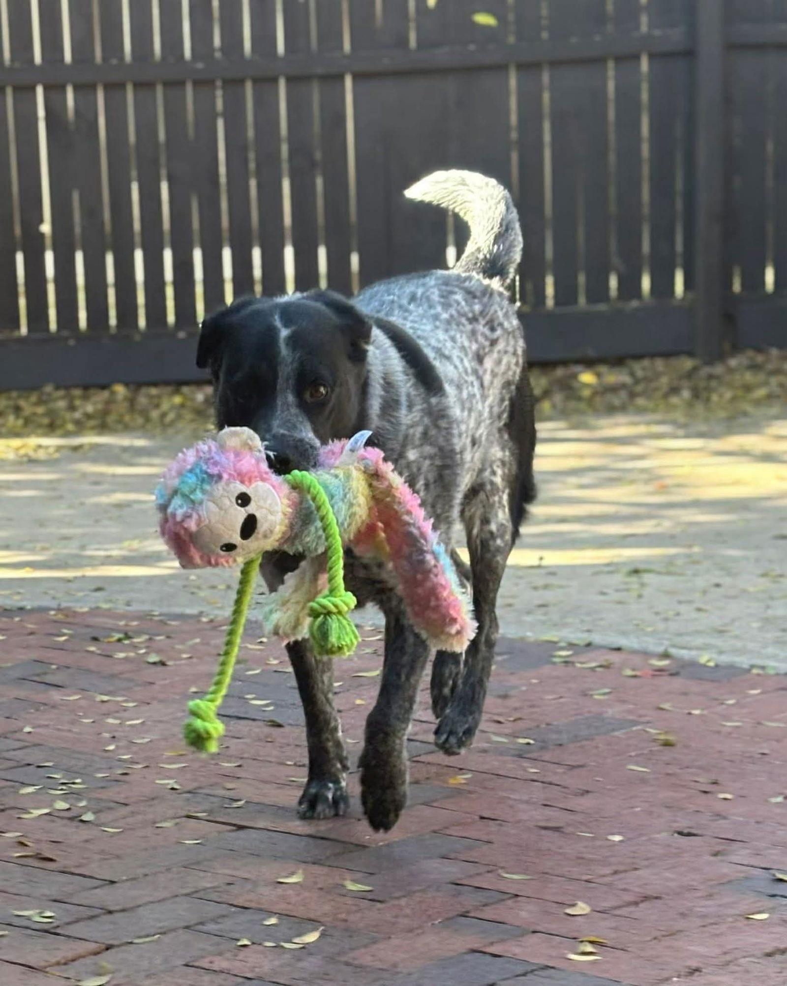 Enlarge Huckleberry, a Adoptable Australian Cattle Dog / Blue Heeler in Dallas, TX image 1/3