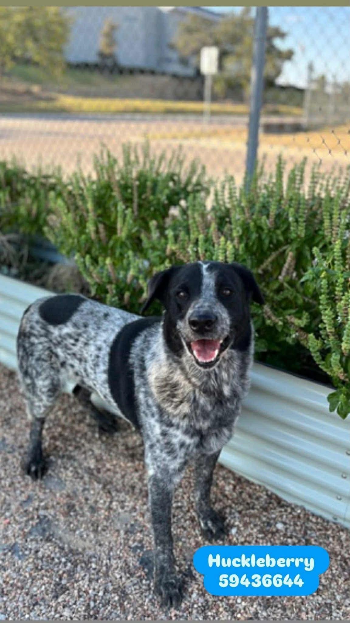 Enlarge Huckleberry, a Adoptable Australian Cattle Dog / Blue Heeler in Dallas, TX image 3/3