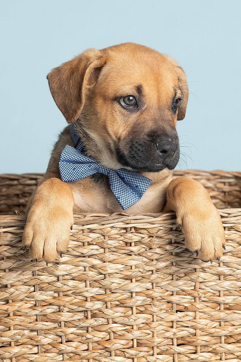 Beach: Surf, Adopted, Puppy Male German Shepherd Dog.