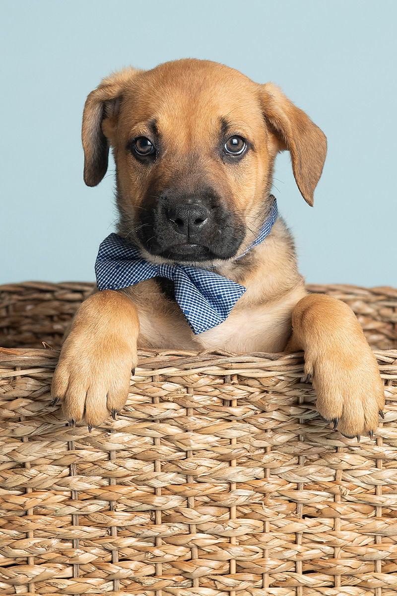 Beach: Surf, a Adopted German Shepherd Dog in Palo Alto, CA image 2/3
