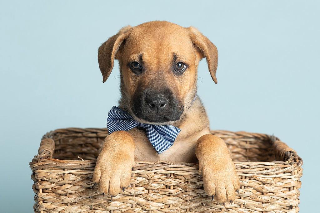Beach: Surf, a Adopted German Shepherd Dog in Palo Alto, CA image 3/3