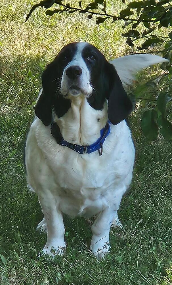 Jane - Fostered in KC, Adoptable, Senior Female Basset Hound & English Springer Spaniel.