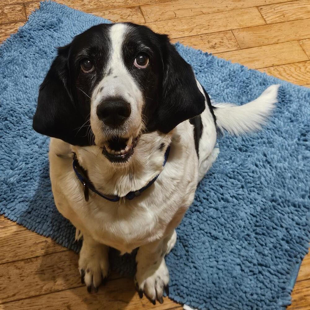 Enlarge Jane - Fostered in KC, a Adoptable mixed breed in Shawnee Mission, KS image 2/3