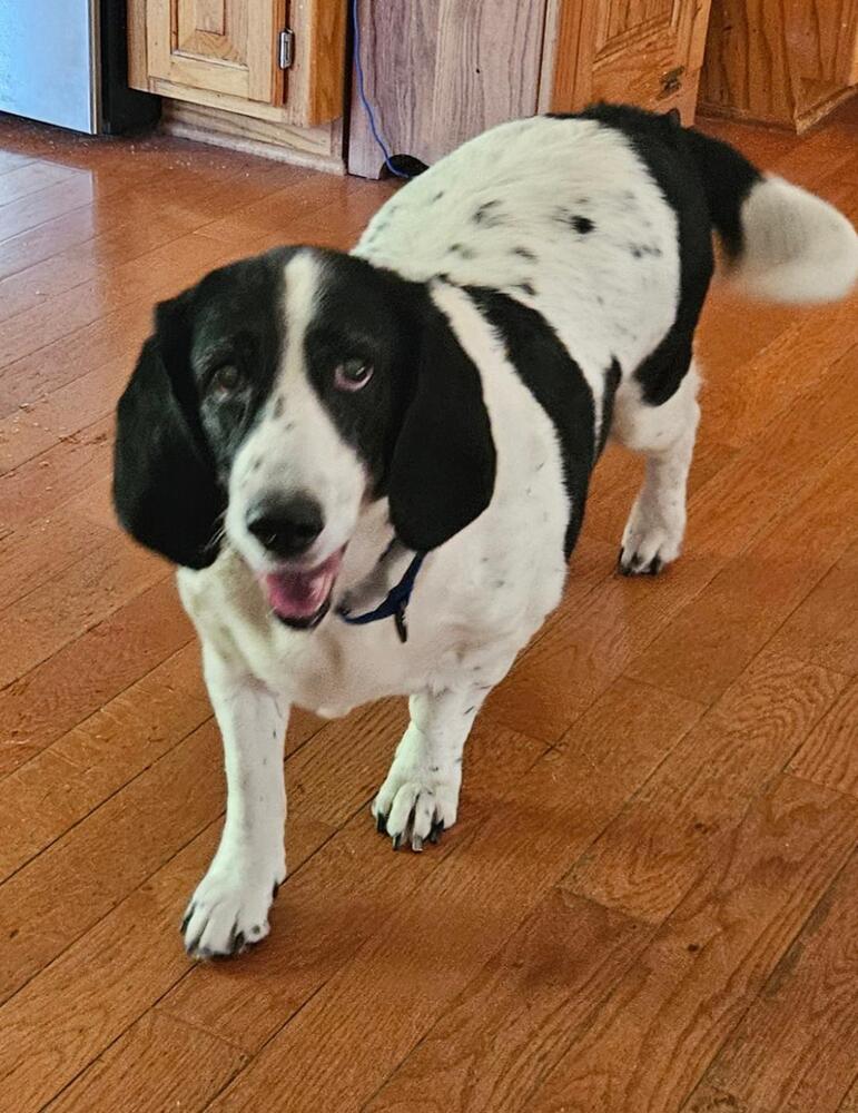 Enlarge Jane - Fostered in KC, a Adoptable mixed breed in Shawnee Mission, KS image 3/3