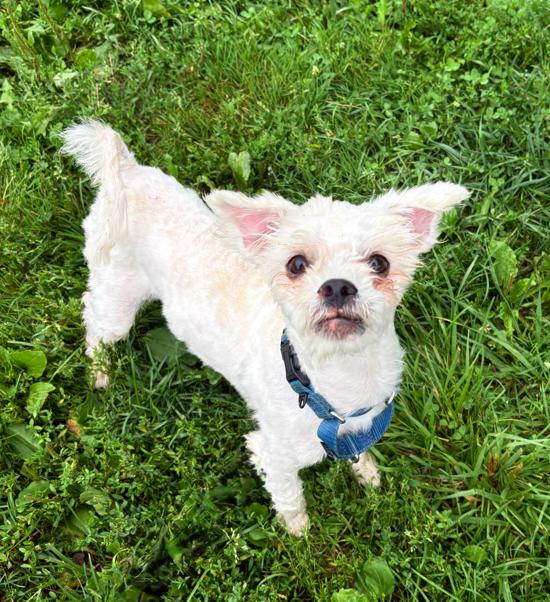 Albark Einstein, adoptable, Young Male Miniature Poodle.