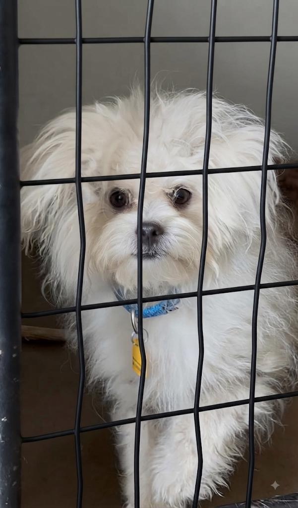 Enlarge Albark Einstein, an adoptable mixed breed in Brunswick, OH image 6/6