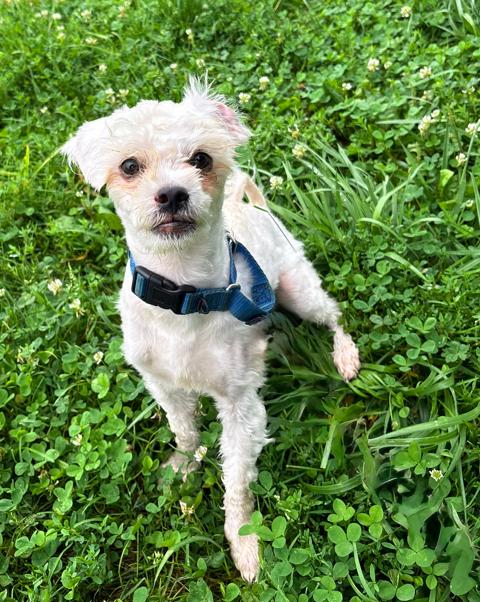 Enlarge Albark Einstein, an adoptable mixed breed in Brunswick, OH image 2/6