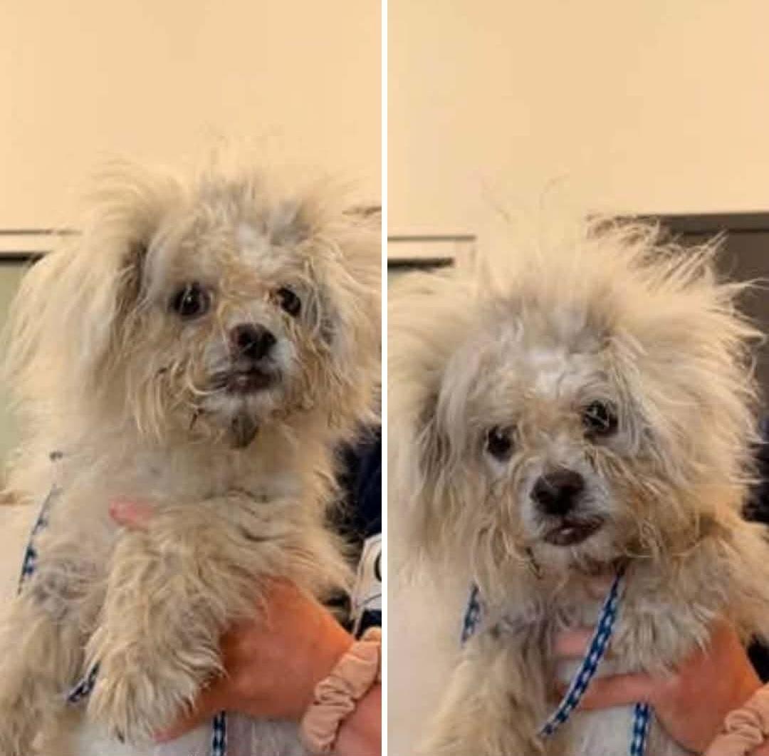 Enlarge Albark Einstein, an adoptable mixed breed in Brunswick, OH image 5/6