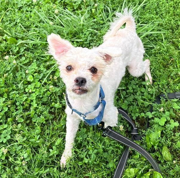 Enlarge Albark Einstein, an adoptable mixed breed in Brunswick, OH image 3/6