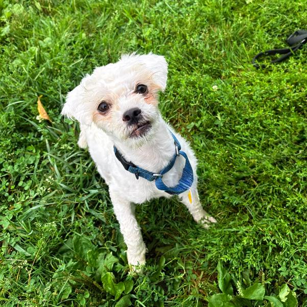 Enlarge Albark Einstein, an adoptable mixed breed in Brunswick, OH image 4/6