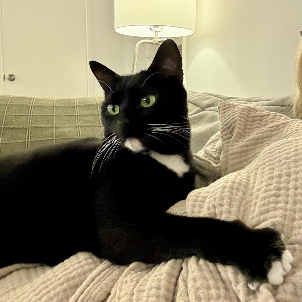 Billie, Adoptable, Senior Female Domestic Short Hair.