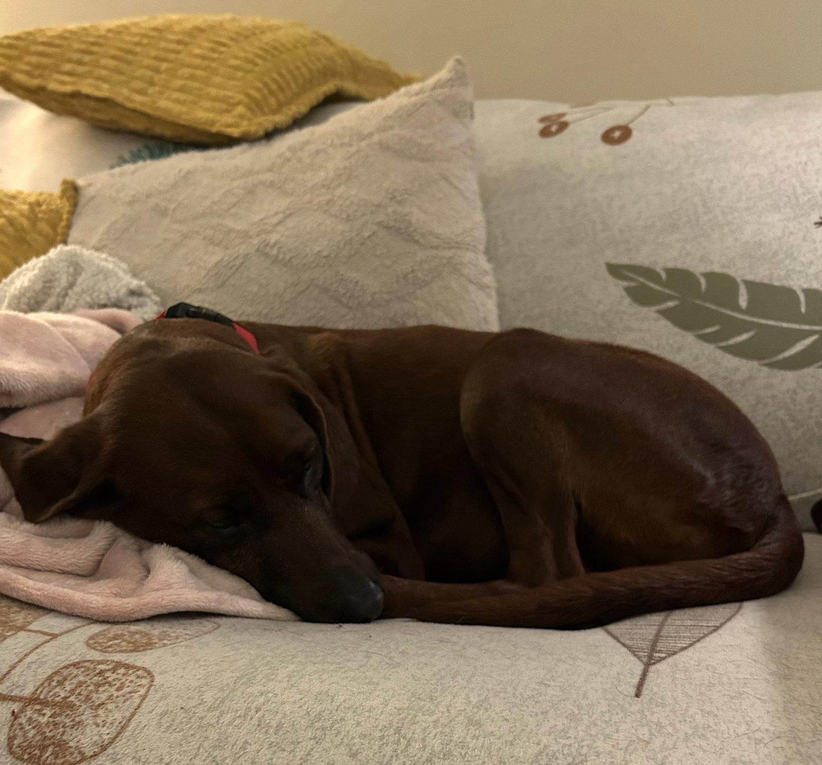 Ruby *LOCAL*, Adopted, Adult Female Coonhound.