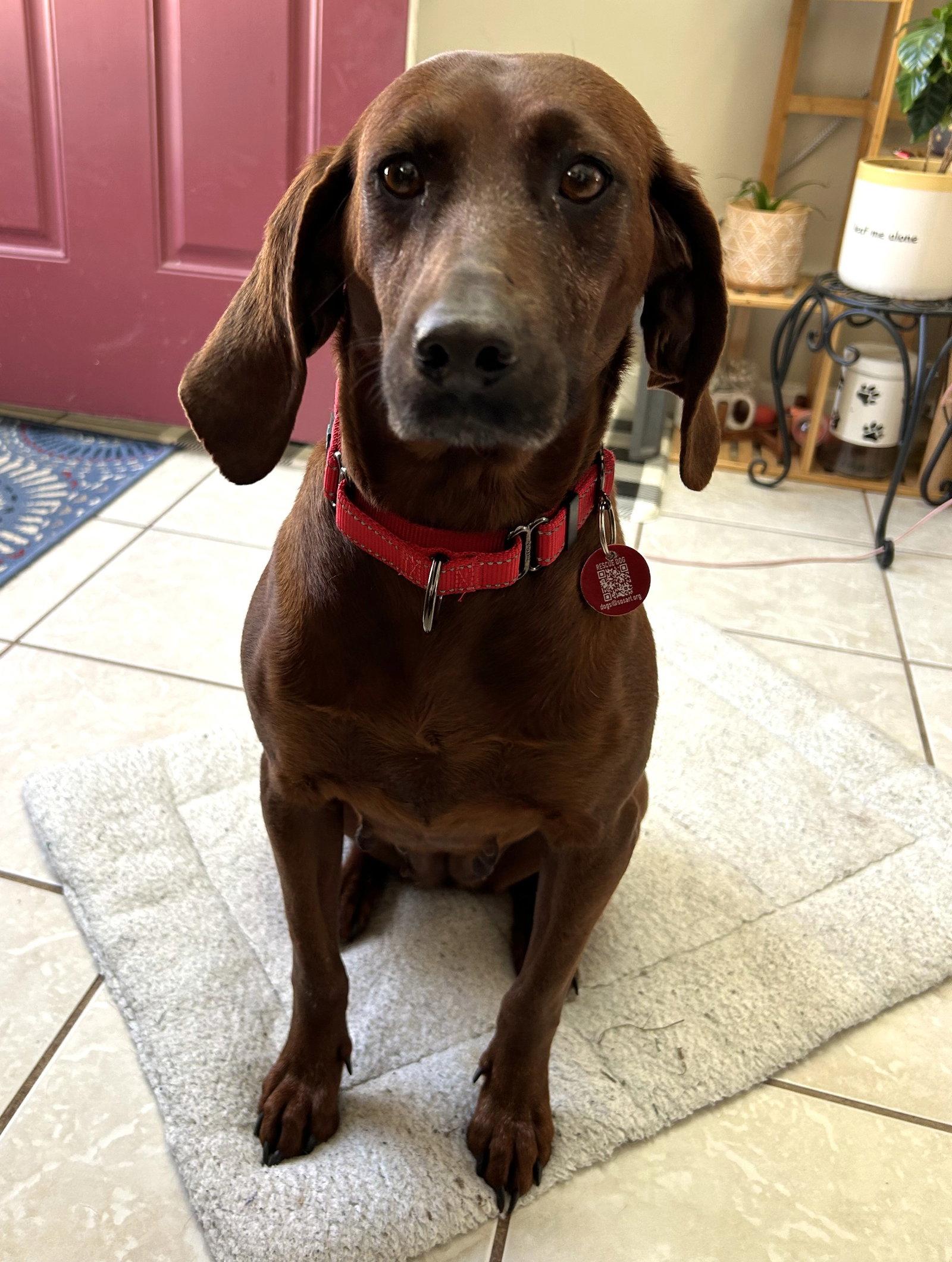 Enlarge Ruby *LOCAL*, a Adopted Coonhound in Wakefield, RI image 2/3