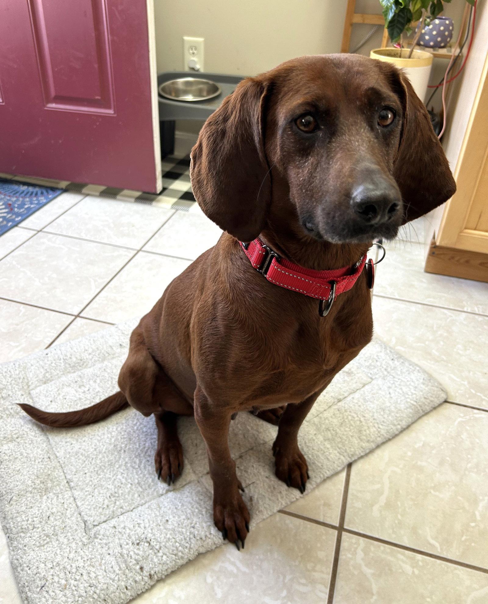Enlarge Ruby *LOCAL*, a Adopted Coonhound in Wakefield, RI image 3/3