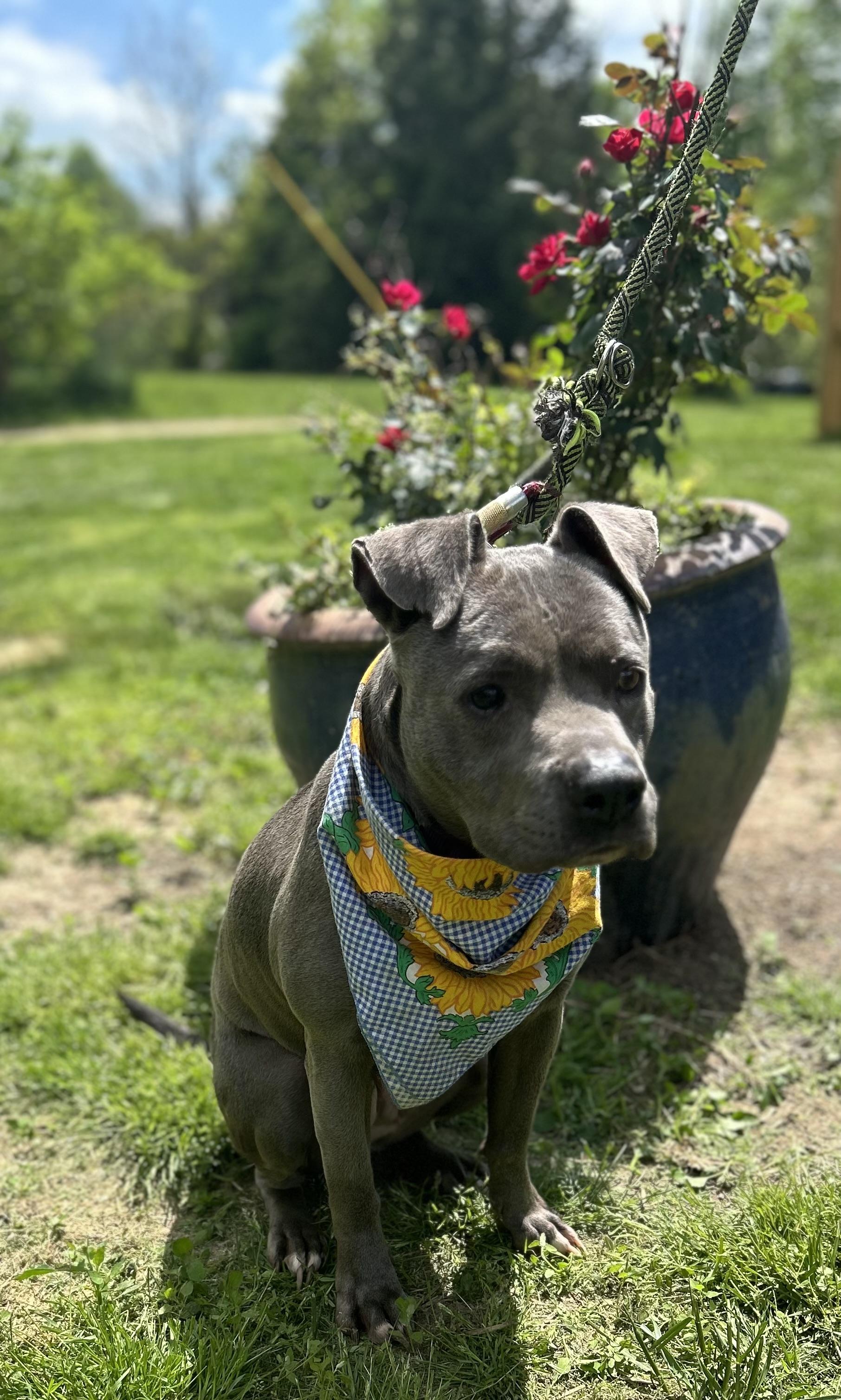 Marriah, a Adoptable mixed breed in Scottsville, KY image 1/6