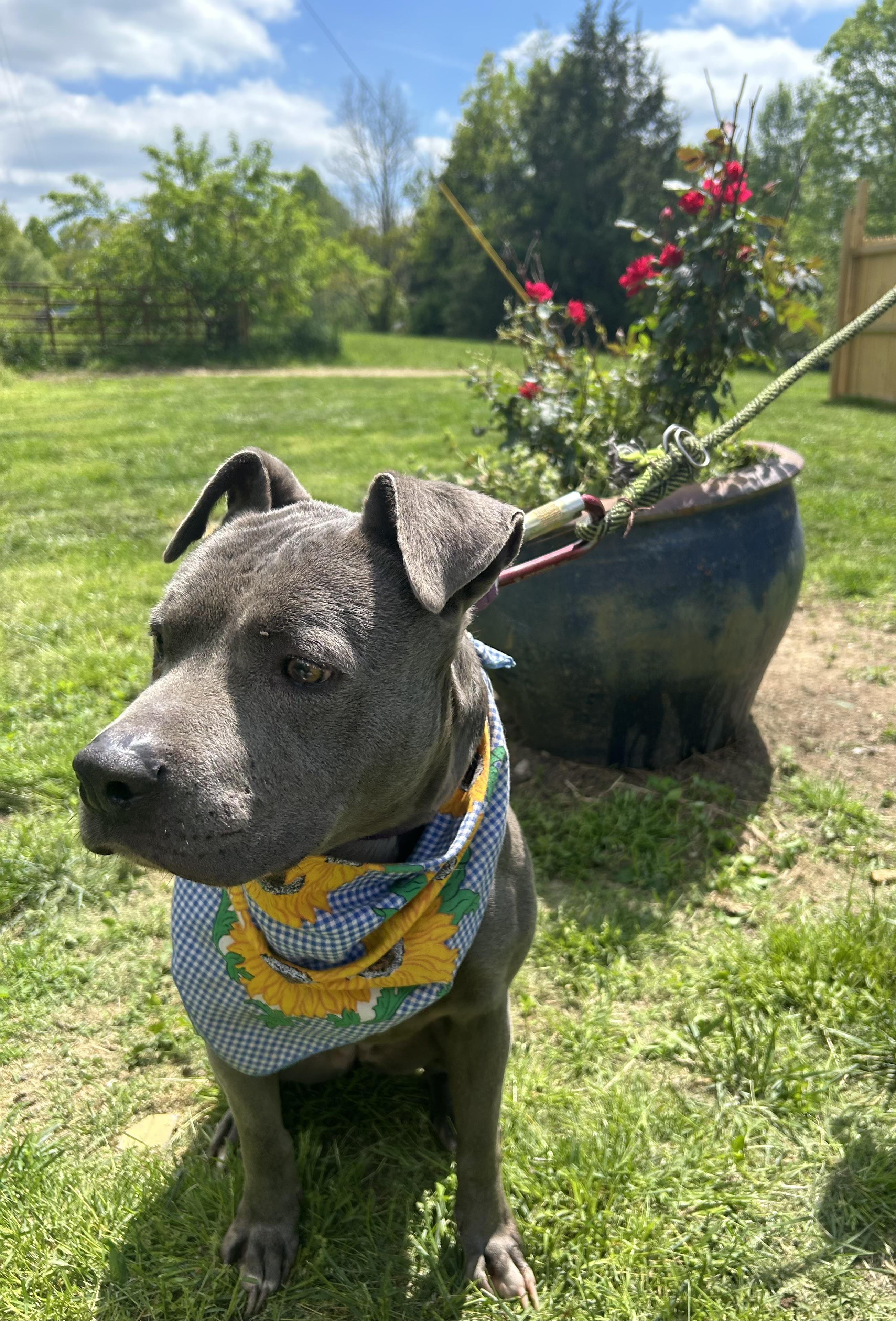 Marriah, a Adoptable mixed breed in Scottsville, KY image 2/6