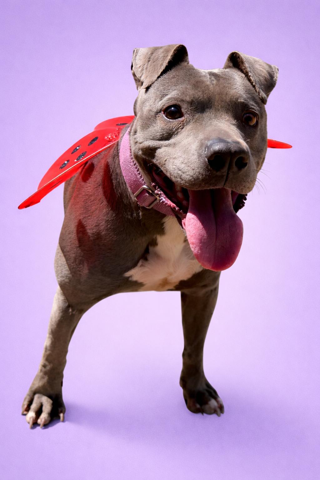 Enlarge Marriah, a Adoptable mixed breed in Scottsville, KY image 3/4