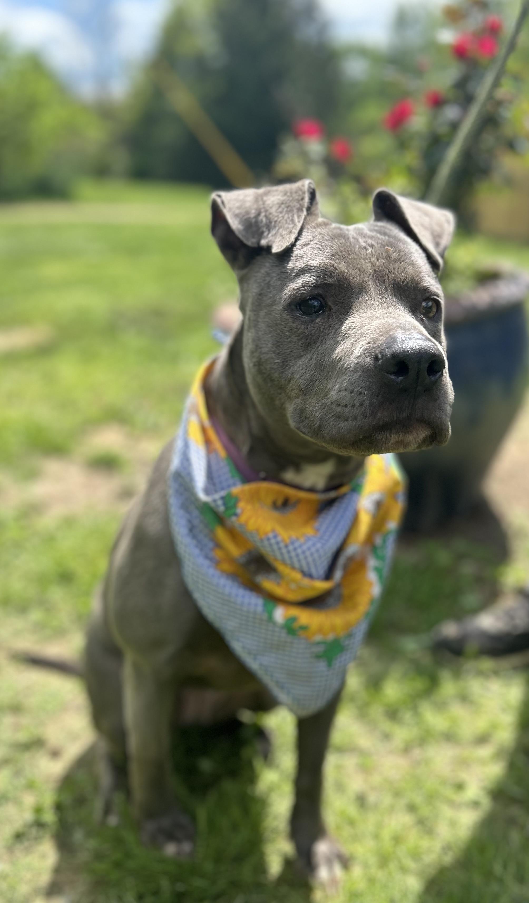 Marriah, a Adoptable mixed breed in Scottsville, KY image 3/6