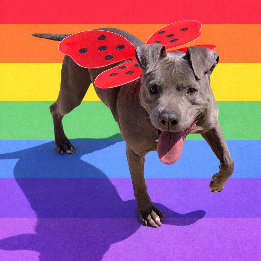 Marriah, Adoptable, Adult Female American Staffordshire Terrier.