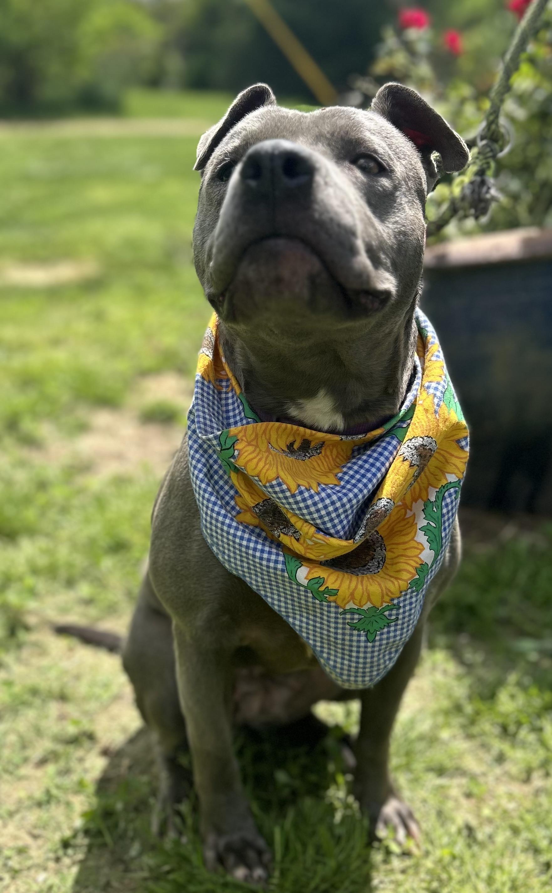 Marriah, a Adoptable mixed breed in Scottsville, KY image 4/6