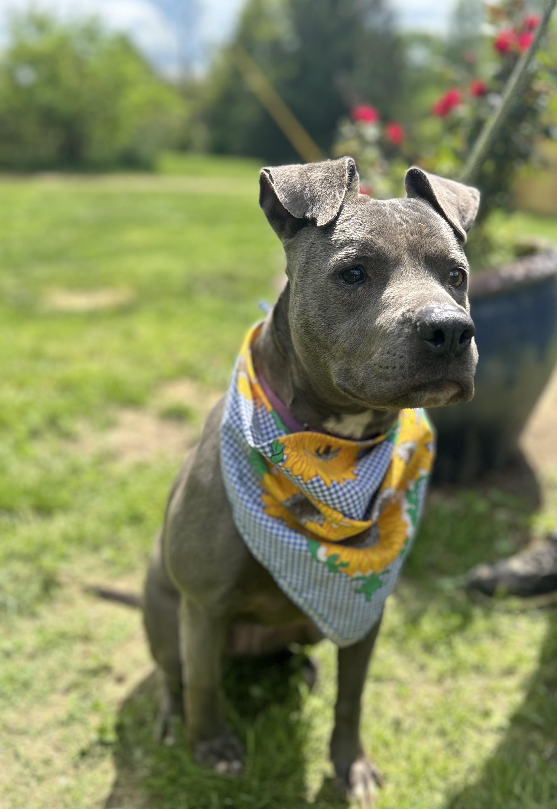 Marriah, a Adoptable mixed breed in Scottsville, KY image 5/6