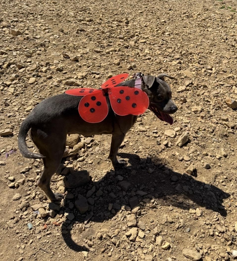 Enlarge Marriah, a Adoptable mixed breed in Scottsville, KY image 2/4