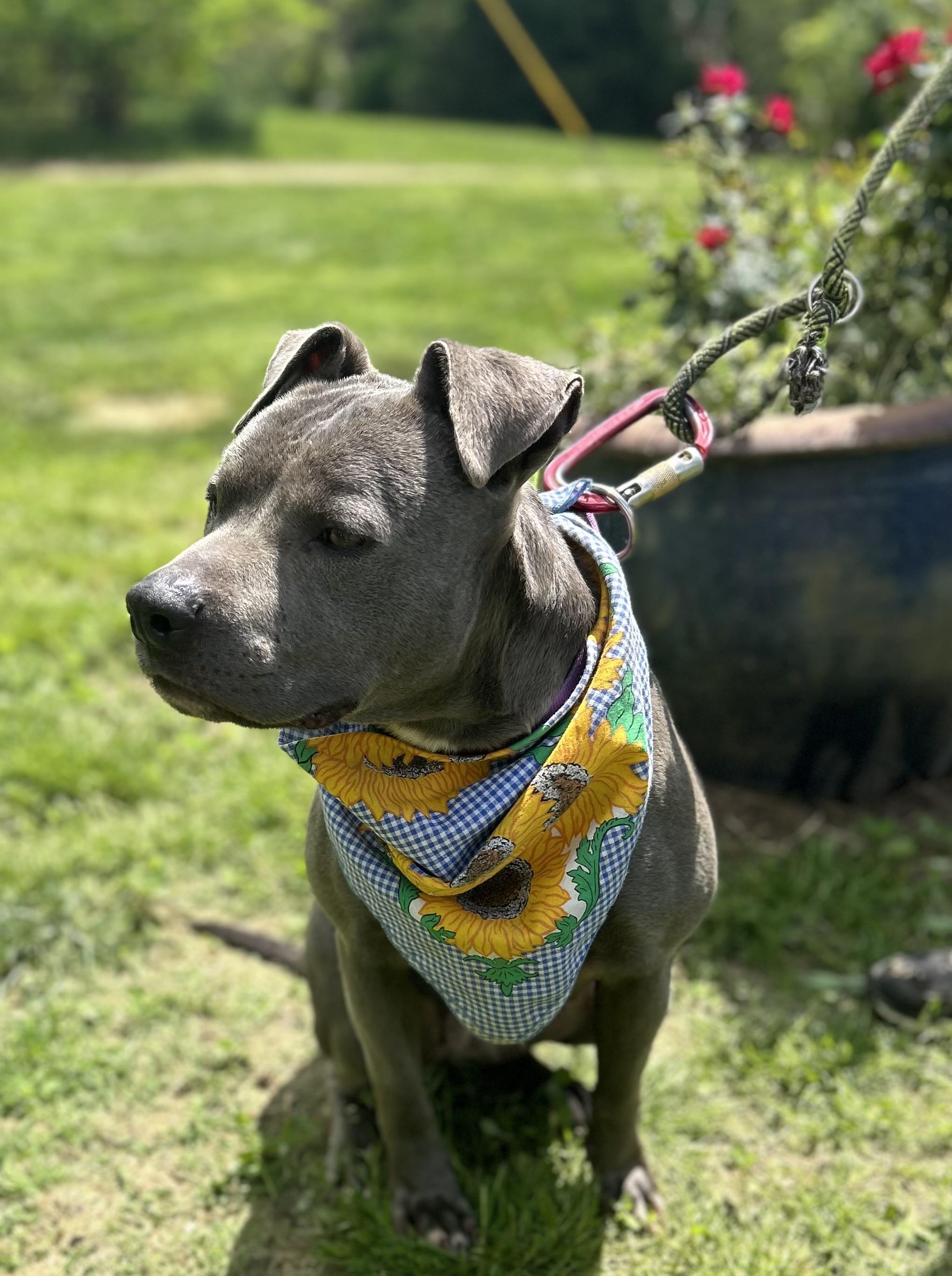 Marriah, a Adoptable mixed breed in Scottsville, KY image 6/6