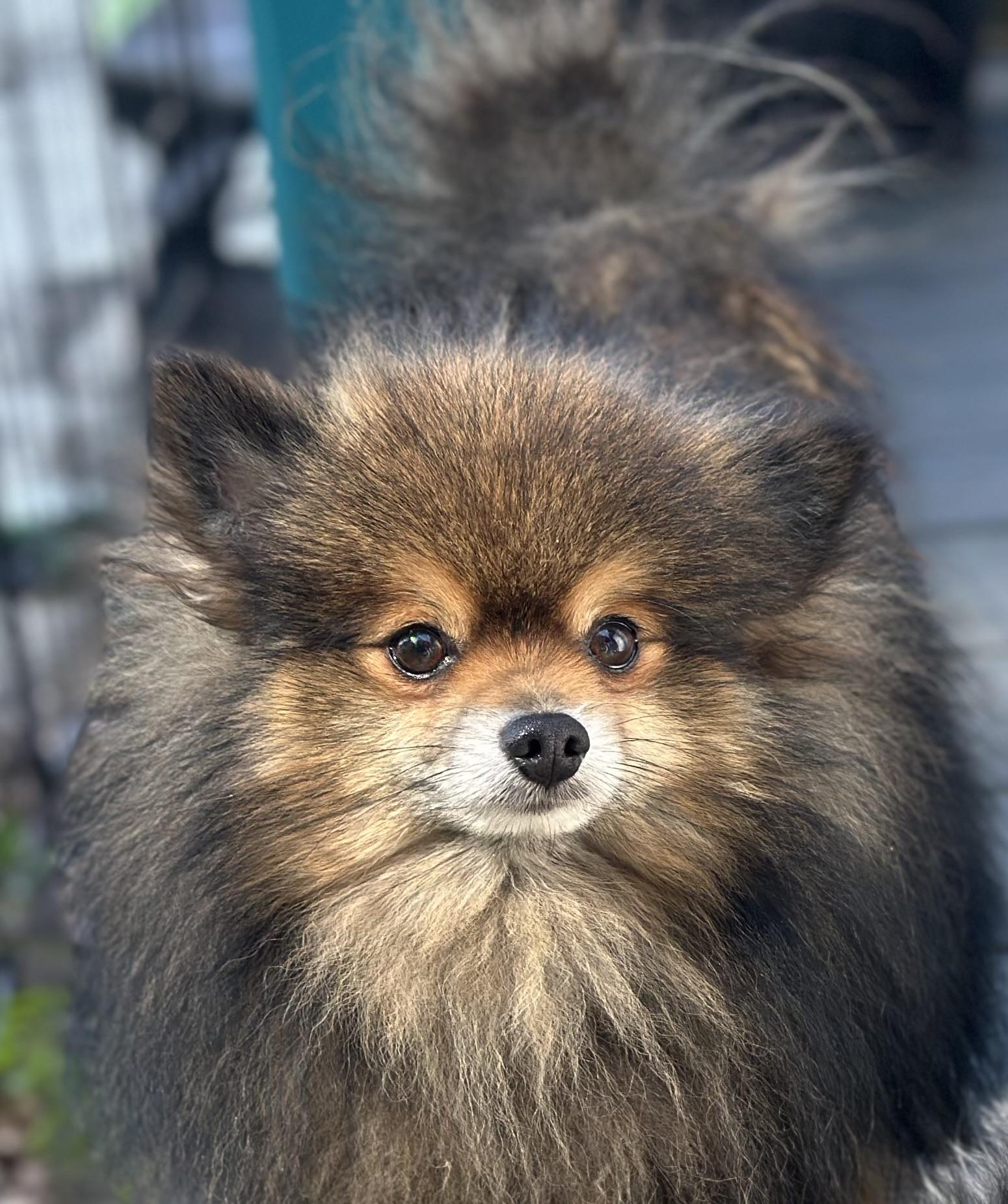 Enlarge Winslow, a Adoptable Pomeranian in Orlando, FL image 4/4