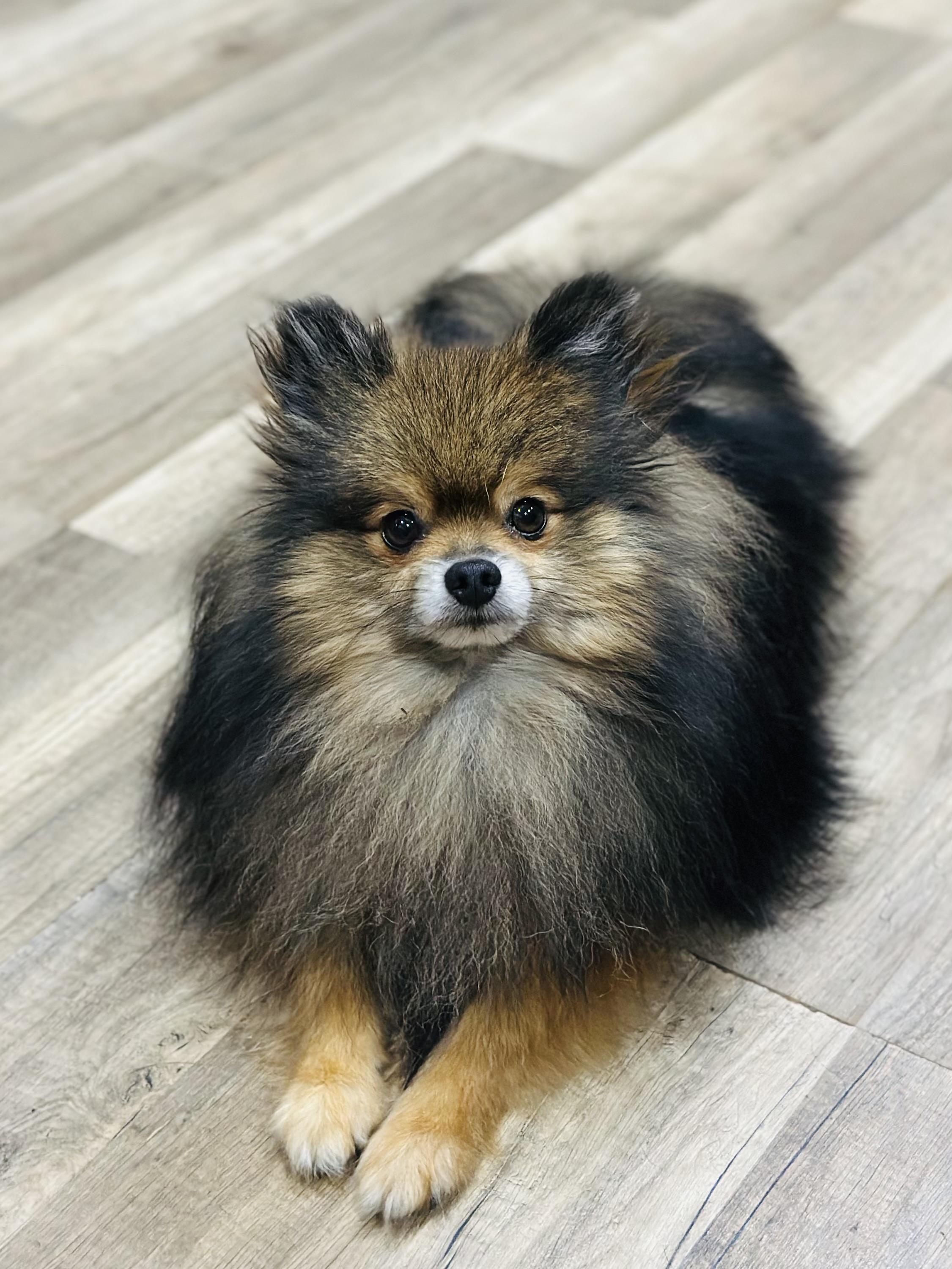 Enlarge Winslow, a Adoptable Pomeranian in Orlando, FL image 1/4