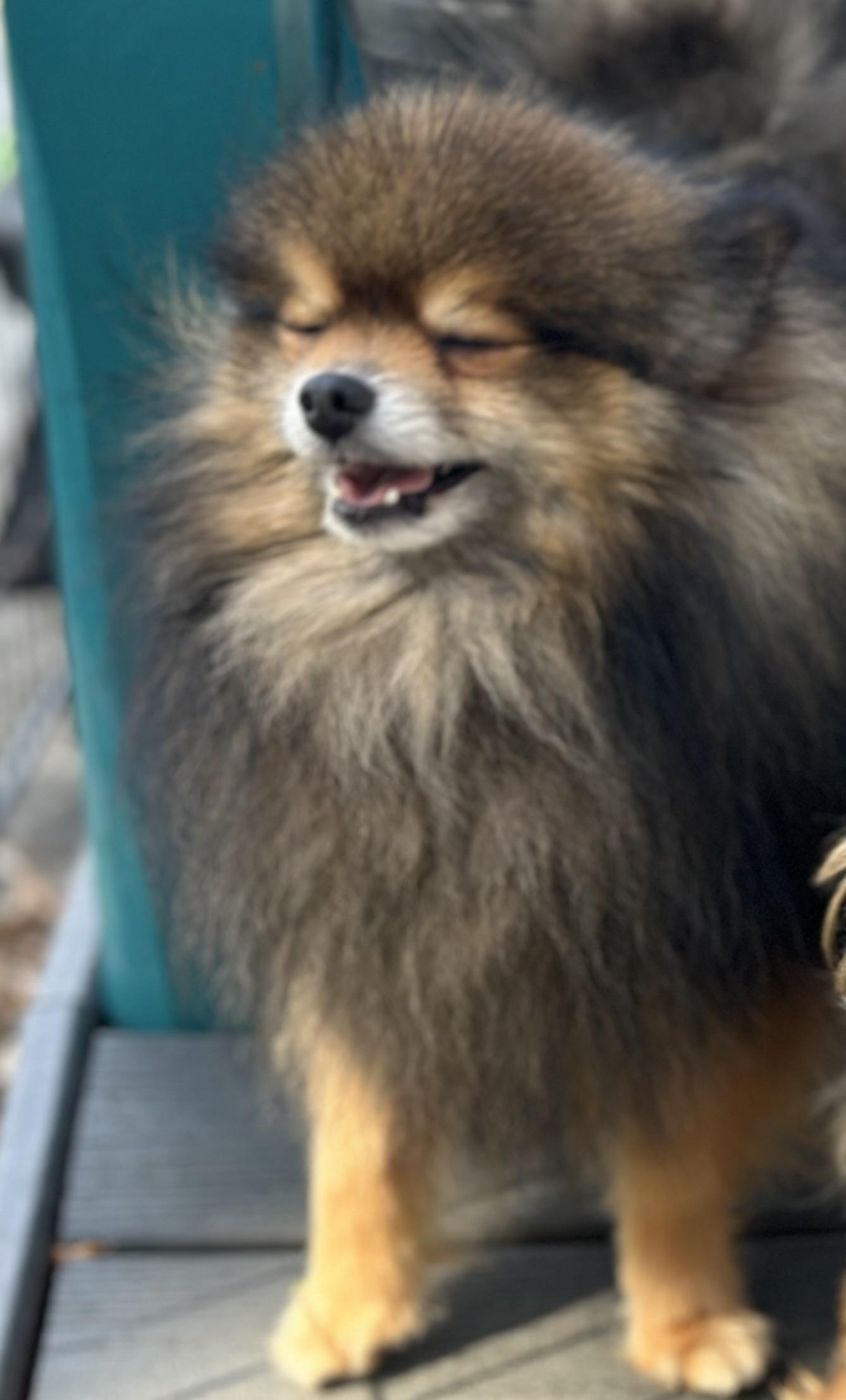 Enlarge Winslow, a Adoptable Pomeranian in Orlando, FL image 3/4