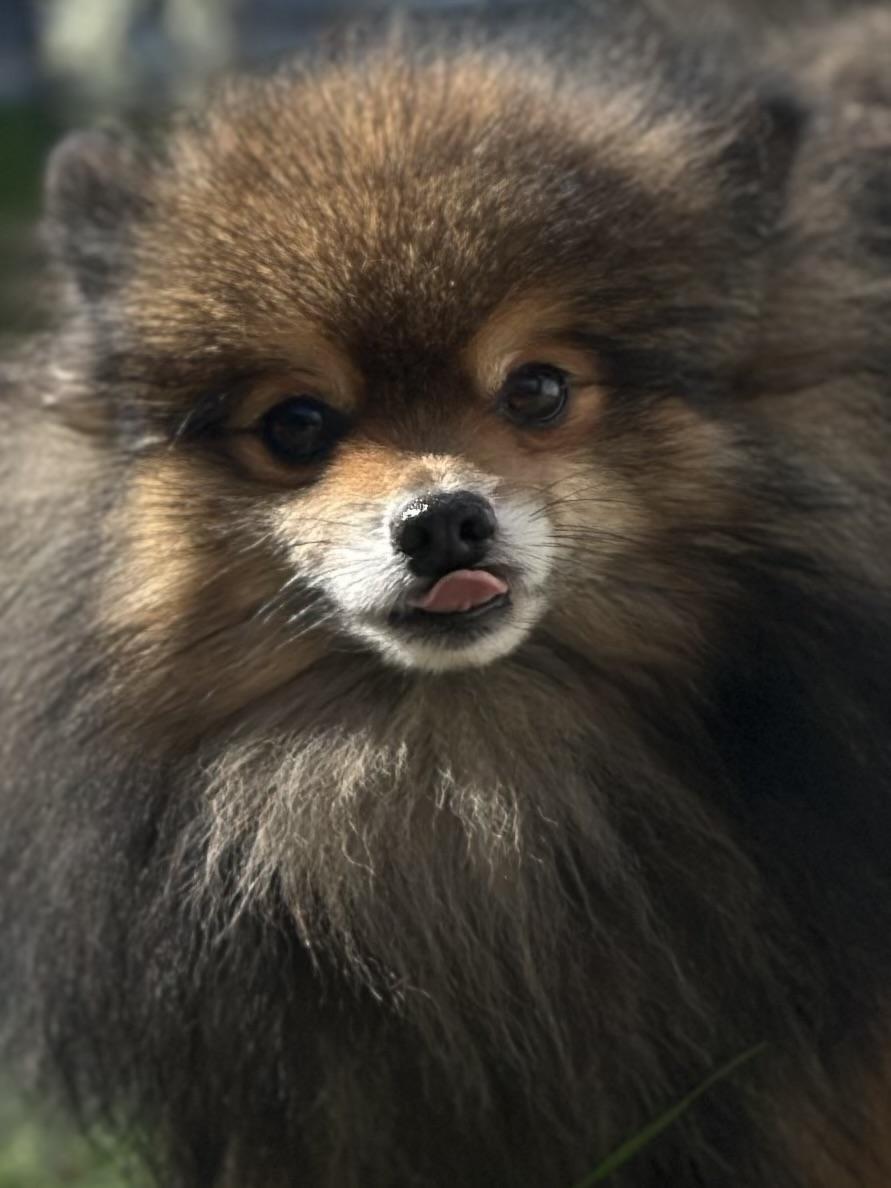 Enlarge Winslow, a Adoptable Pomeranian in Orlando, FL image 2/4