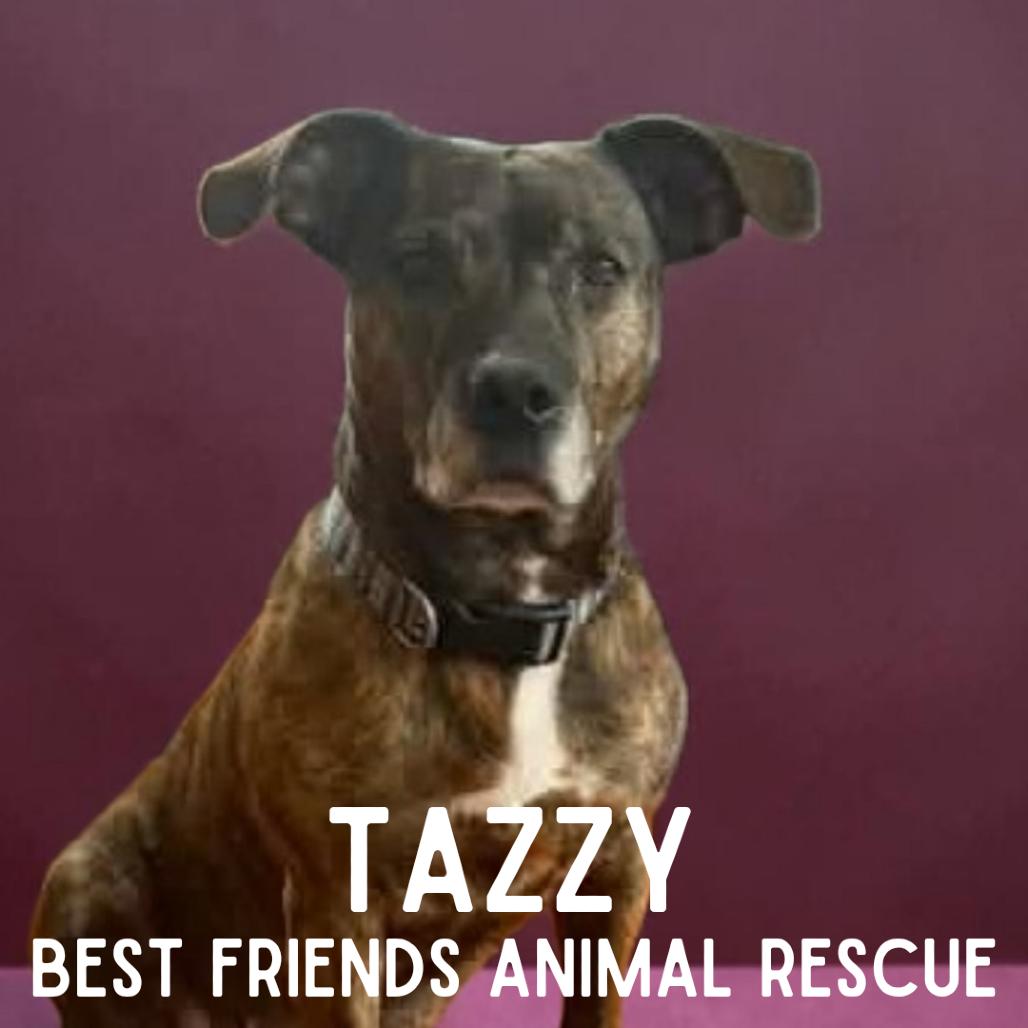 Enlarge Tazzy, a Adoptable American Staffordshire Terrier in Wasilla, AK image 1/5
