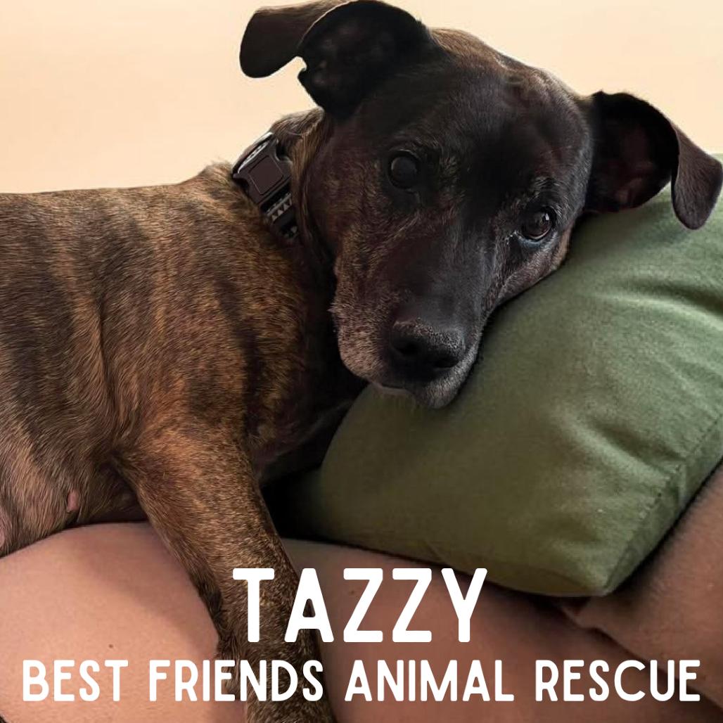 Enlarge Tazzy, a Adoptable American Staffordshire Terrier in Wasilla, AK image 2/5