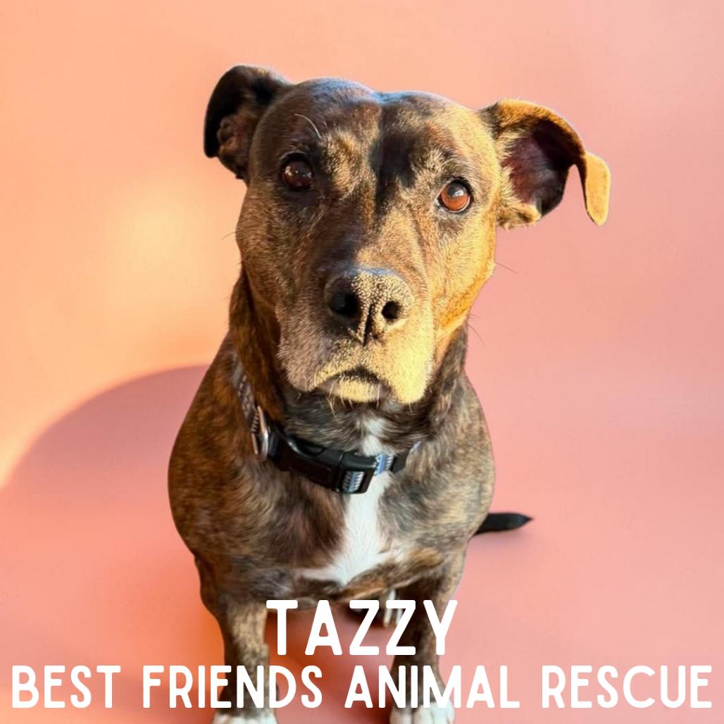 Enlarge Tazzy, a Adoptable American Staffordshire Terrier in Wasilla, AK image 3/5