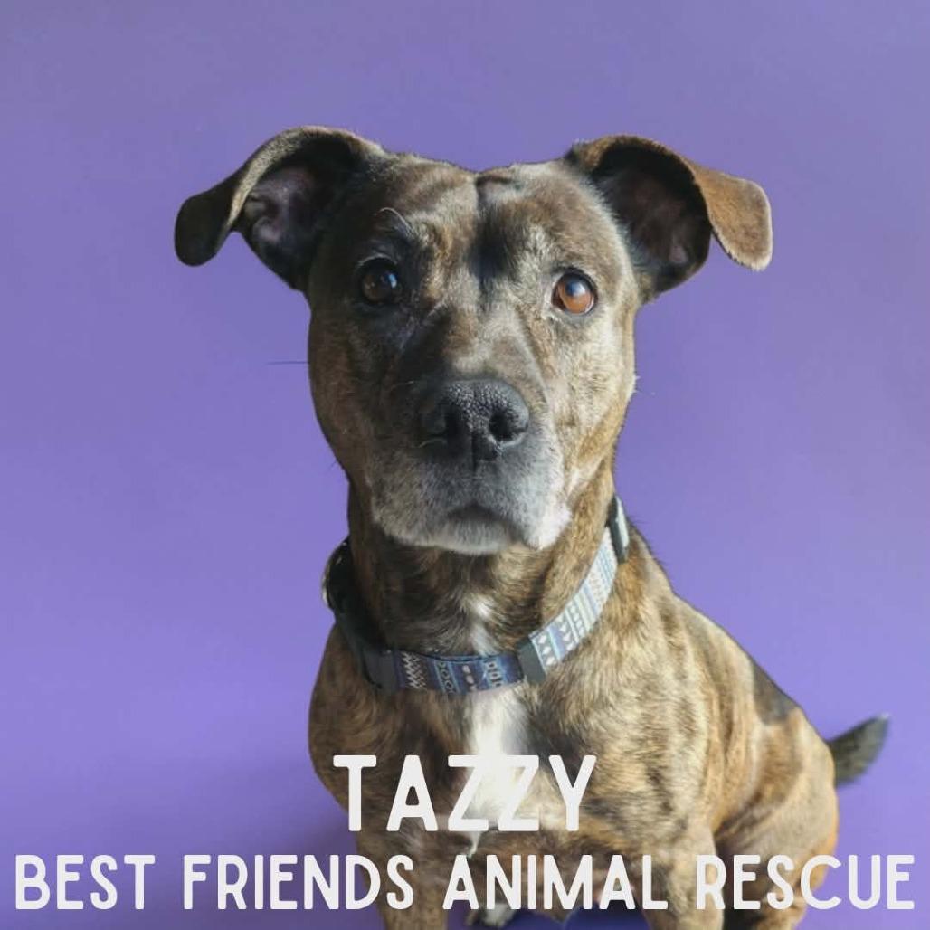 Enlarge Tazzy, a Adoptable American Staffordshire Terrier in Wasilla, AK image 4/5