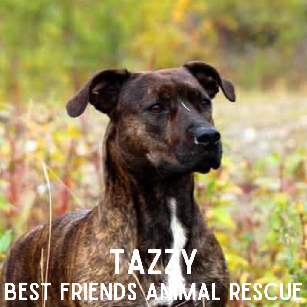 Enlarge Tazzy, a Adoptable American Staffordshire Terrier in Wasilla, AK image 5/5