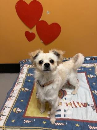 Papaya, Adopted, Young Male Mixed Breed.
