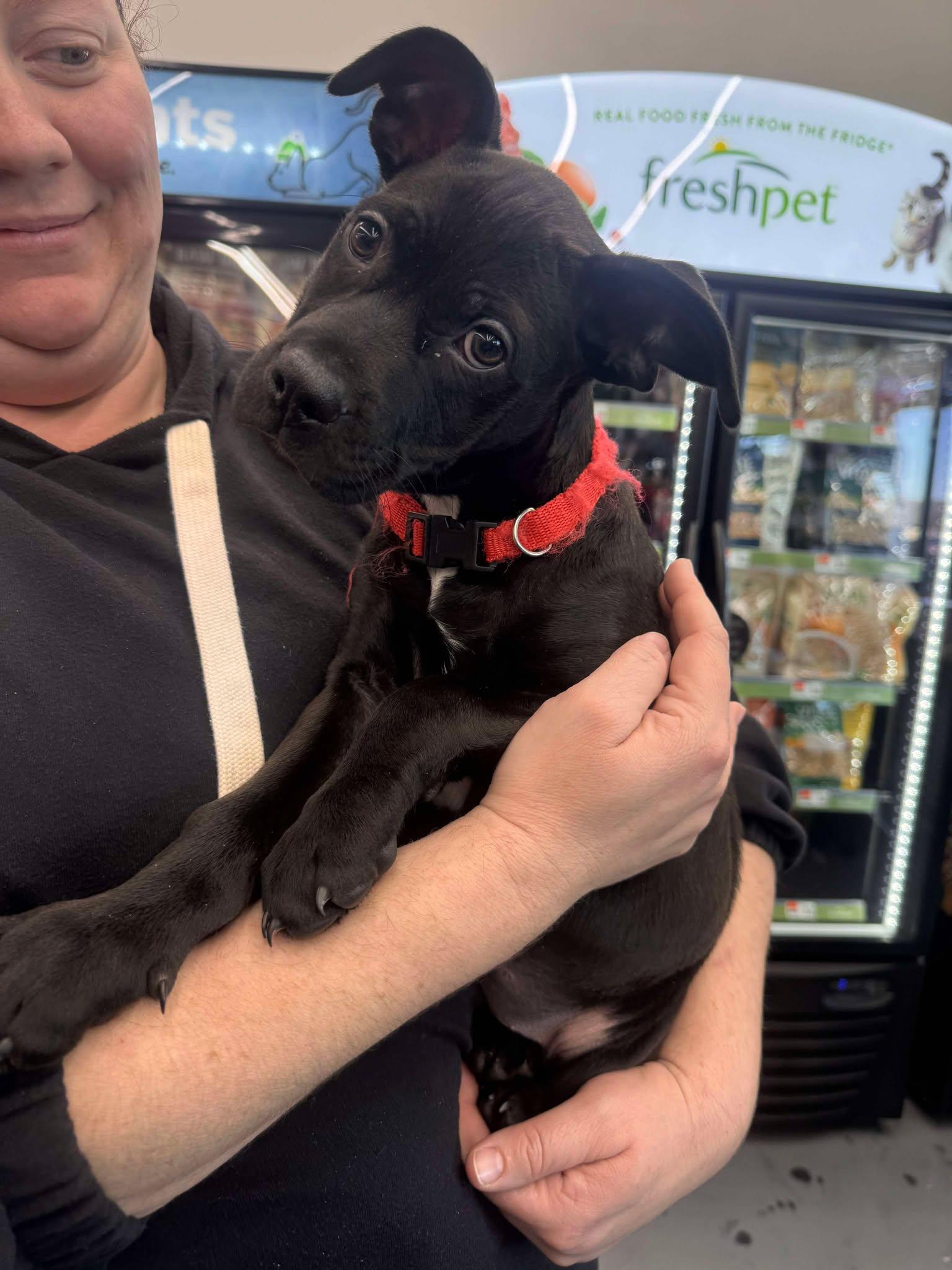 Johnny, Adopted, Puppy Male Mixed Breed.