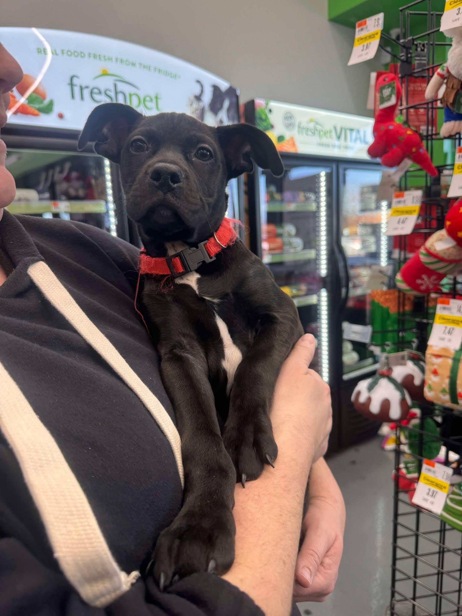 Johnny, a Adopted Mixed Breed in Kenosha, WI image 3/5