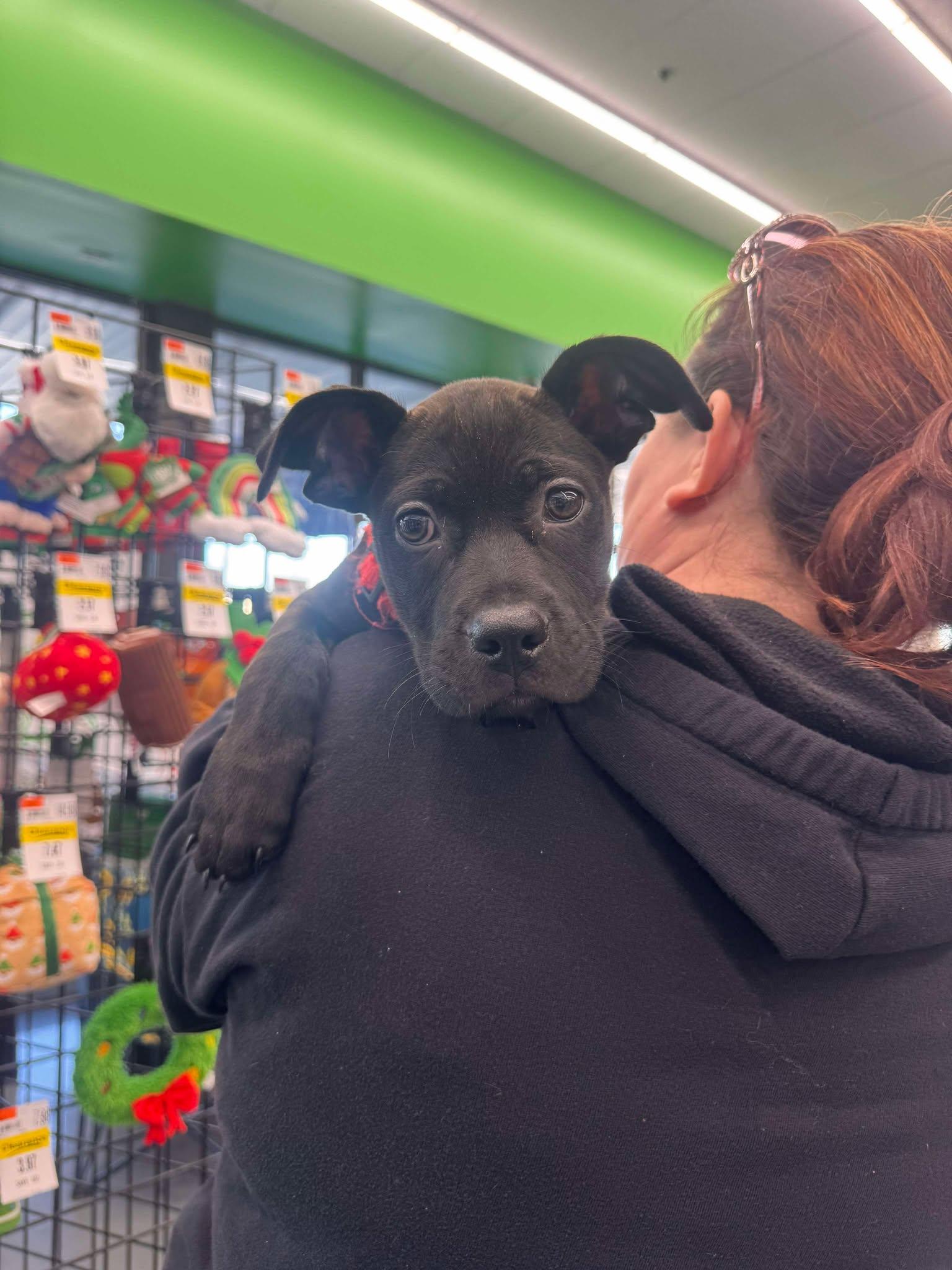 Johnny, a Adopted Mixed Breed in Kenosha, WI image 4/5