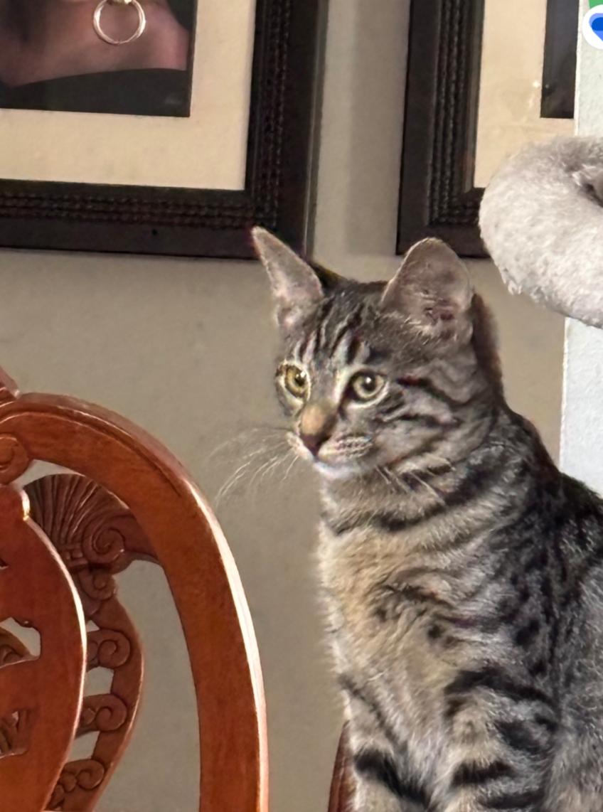 May, a Adoptable Domestic Short Hair in Chesapeake Beach, MD image 3/3