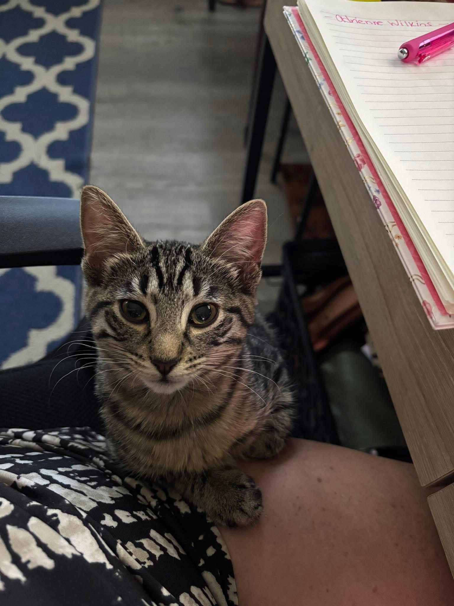 May, a Adoptable Domestic Short Hair in Chesapeake Beach, MD image 1/3