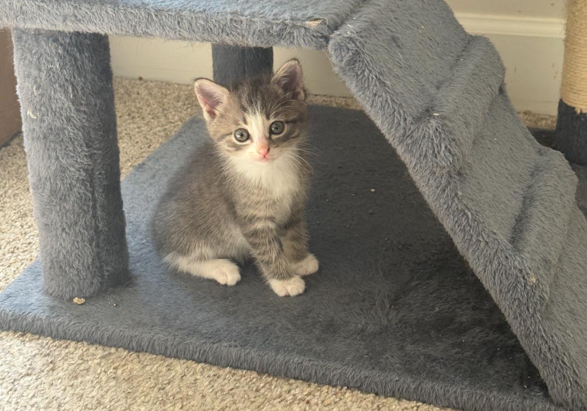 Enlarge Ruffles, a Adoptable Domestic Medium Hair in College Grove, TN image 3/3
