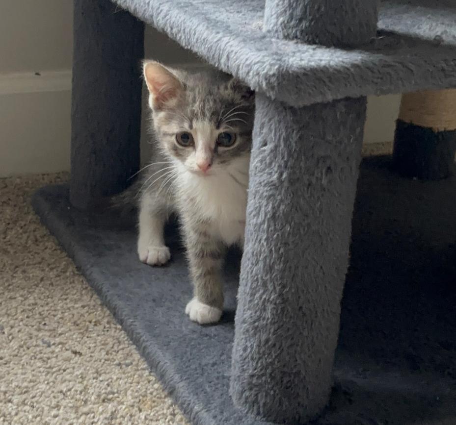 Enlarge Ruffles, a Adoptable Domestic Medium Hair in College Grove, TN image 2/3