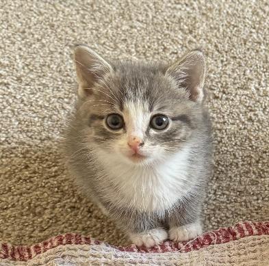 Ruffles, Adoptable, Kitten Female Domestic Medium Hair.