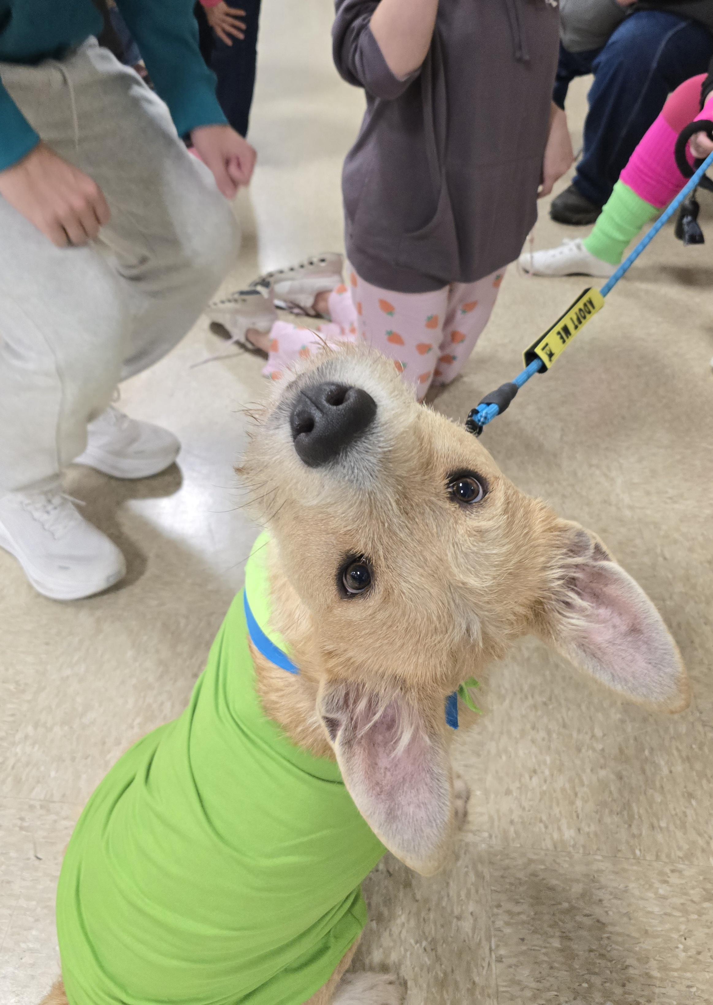 Buccaneer thumbnail 5