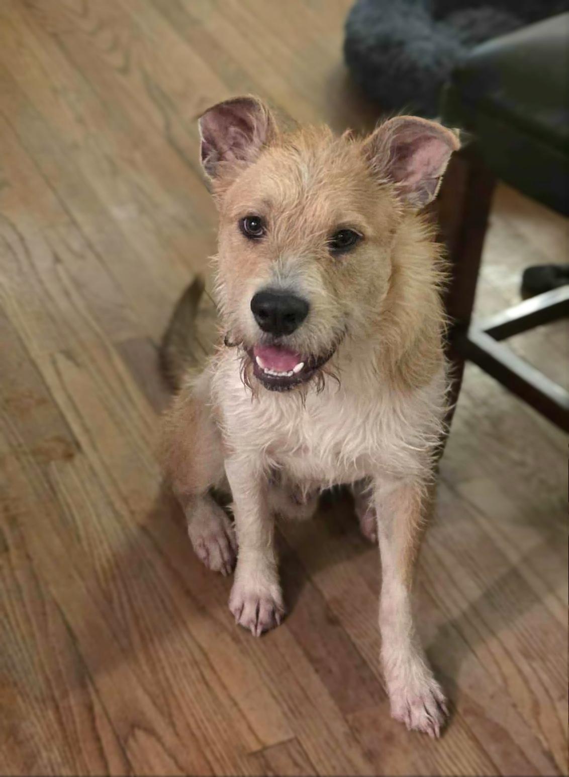 Buccaneer thumbnail 3